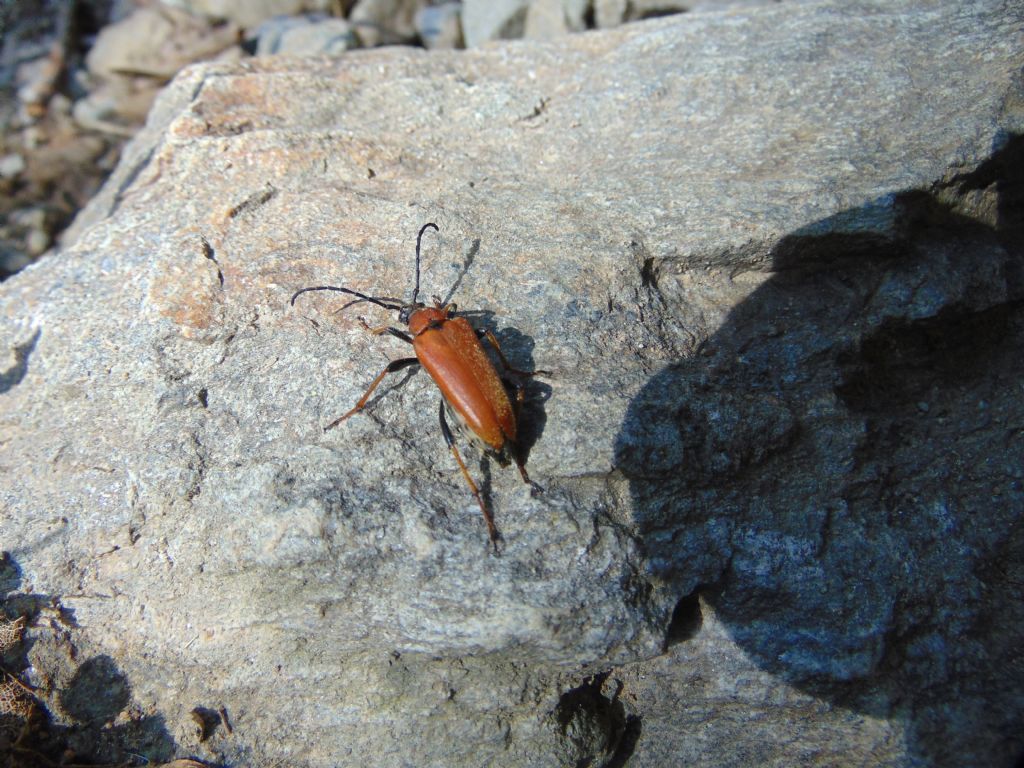 Cerambicidae: Stictoleptura rubra maschio e femmina